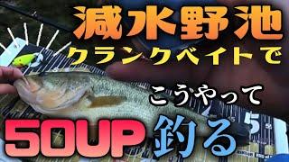 【秋バス釣り】減水野池50UP釣りたいならクランクベイトをこう使え！！