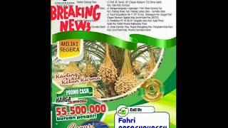 2019 investasi kurma fahri/ 085264048654