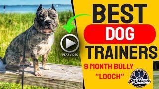 9 Month Old American Bully | Looch | Philadelphia Dog Trainers | Off Leash K9 Training Philadelphia