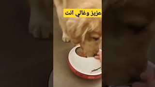 عزيز وغالي انت