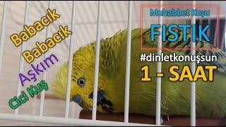 #9 BABACIK AŞKIM CiCi KUŞ 1 SAAT | Konuşan Muhabbet Kuşu Fıstık dinlet konuşsun