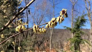 Wintersweet Plant Profile