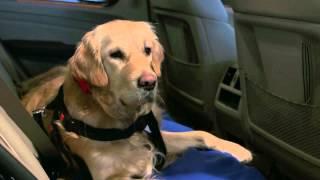 Dogoterapia Mercedes