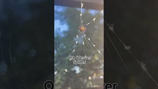 Orb Weaver Spider #connectwithnature #arachnids #spiders #wildlife