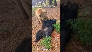  Pelea de Animales, Oso Vs Tigre ?