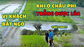Vị Khách PhảI Thốt Lên " Vì Quá Bất Ngờ" Khi Ở Châu Phi Có Thể Trồng Được Lúa || Team Huyền Thoại.