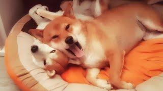 Dog couple in love / Shiba Inus
