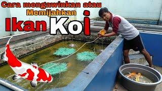 CARA MEMIJAHKAN ATAU MENGAWINKAN IKAN KOI YANG BENAR