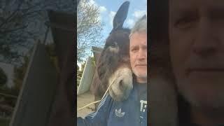 Donkey Starts Licking Owner's Face When He Questions Him About Breaking into Feed Shed - 1189217