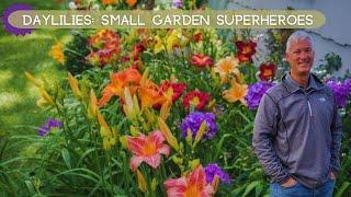 Daylilies: Your Garden's Space-Saving Superheroes