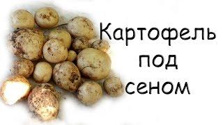картофель под сеном или соломой неудачный опыт