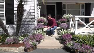 Sungelonia Angelonias: Create An Elegant Entrance