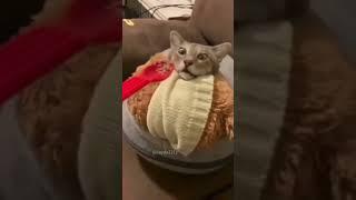 #shortvideo#cat #mycatchannel #funny #petschannel #yourcat #funnycats#catchannel