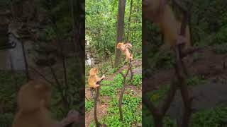 Two baby monkeys playing in the tree #shorts #monkey