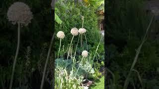 Dancing Garlic @ Casa de Monte Vista Vacation Rental Property in Palm Springs, CA