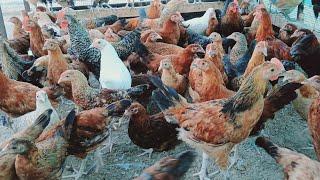 golden misri poultry farming || golden misri hen || golden misri murgi