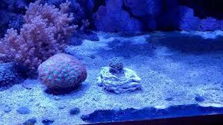 7th Year Additions to Our "DIY How To Reef Tank"