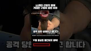11M 산갈치 몸에 거대한 구멍이 뚫린 이유