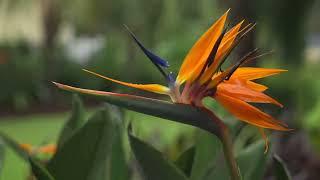 EPIC Tropical Landscape Makeover in Ponte Vedra Beach