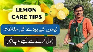 How to care lemon plants | Lemon care tips