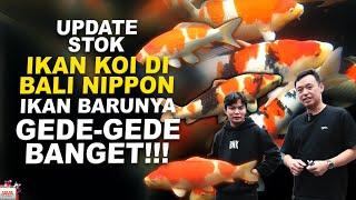 GREBEK KOLAM @balinipponkoi PENUH IKAN KOI JEPANG BERKUALITAS