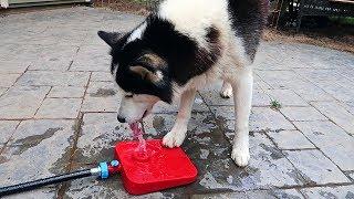 What is Dog Water Fountain?