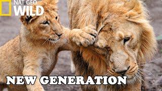 Newborn Cubs of Pretadors Survival School | Nat Geo Documentary HD (Born In Africa)