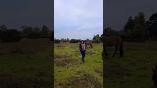 Graceful and untamed-New Forest #newforest #hampshire #wildponies #walkingtrails #nationalpark #pony