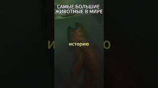 САМЫЕ БОЛЬШИЕ СУЩЕСТВА В ИСТОРИИ #титанобоа #мегалодон #океан #факты #shorts #шортс