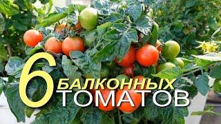 Эти шесть БАЛКОННЫХ томатов приятно вас удивят! Советы от ЗЕЛЕНОГО ОГОРОДА!