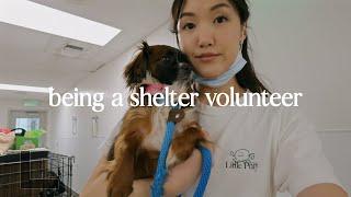 what it's like volunteering at the shelter, wholesome week hiking & visiting friends