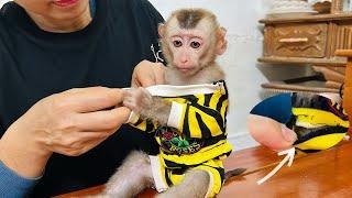 Baby monkey Tina was very touched when her mother helped her mend her torn shirt.