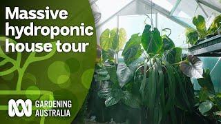 Touring a massive hydroponic aroid collection | Indoor Plants | Gardening Australia