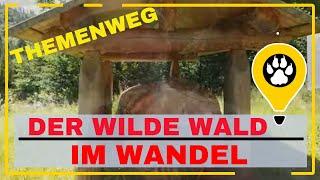 der Wald im Wandel, ein toller Erlebnispfad in Baiersbronn