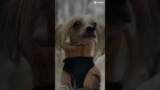 🩷🫵My tik tok is AnastasiaAkopjana #pets #chapik #cute #bonya #home #cutedogs