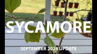 Sycamore Tree Bonsai from Cutting: September 2024 Update  #SycamoreBonsai #BonsaiProgress