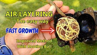 Air Layering Method Step By Step Video Tutorial | Rooting Ball Tools for Plant Propagation