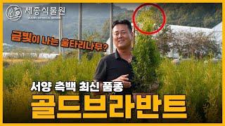 황금빛 울타리목? 금빛이 나는 골드브라반트 서양 측백 최신품종 소개 드립니다. /세종식물원