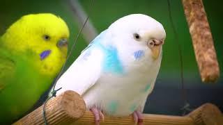 New Gray Budgie Making Happy Sounds