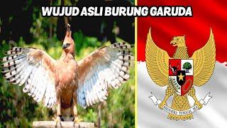 Bukan Sekedar Mitos!! Inilah Wujud Asli Burung Garuda Si Penguasa Langit Jawa - Burung Elang Jawa