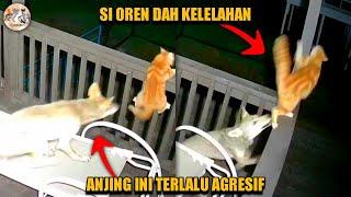 Kasihan si Oren  | Kucing vs Anjing