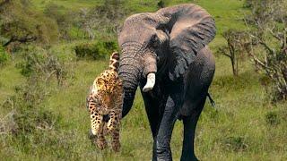 Extreme fight Leopard vs Elephant, Wild Animals Attack