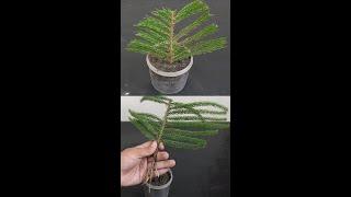 How to grow Christmas tree/ pine tree from cuttings#Shorts