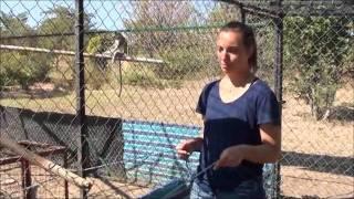 Volunteer at The Vervet Monkey Foundation - South Africa - Part One