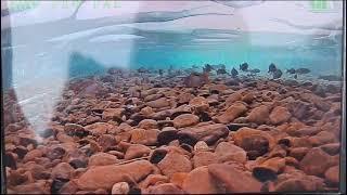 Саха Якутия, Оймякон ( полюс холода) ,подводный мир этих мест