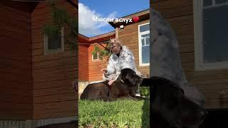 Мысли вслух #собакадругчеловека #друг #преданность #любовь #жизньвдеревне #зоопсихолог #добротут