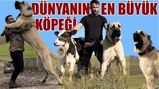 DÜNYANIN EN BÜYÜK ÇOBAN KÖPEĞİ ! HERKESE MEYDAN OKUDU DAHA BÜYÜĞÜ VARSA 400.000 TL  DEV ÇOBAN KÖPEĞİ