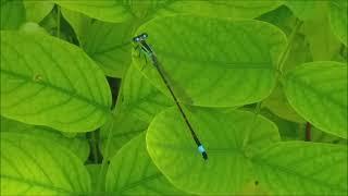 ‍️Damselfly-Blue tailed(Ischnura elegans)