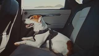 Мечта собаки в рекламе Range Rover Evoque