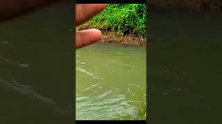 Mancing Ikan Seluang Kecil